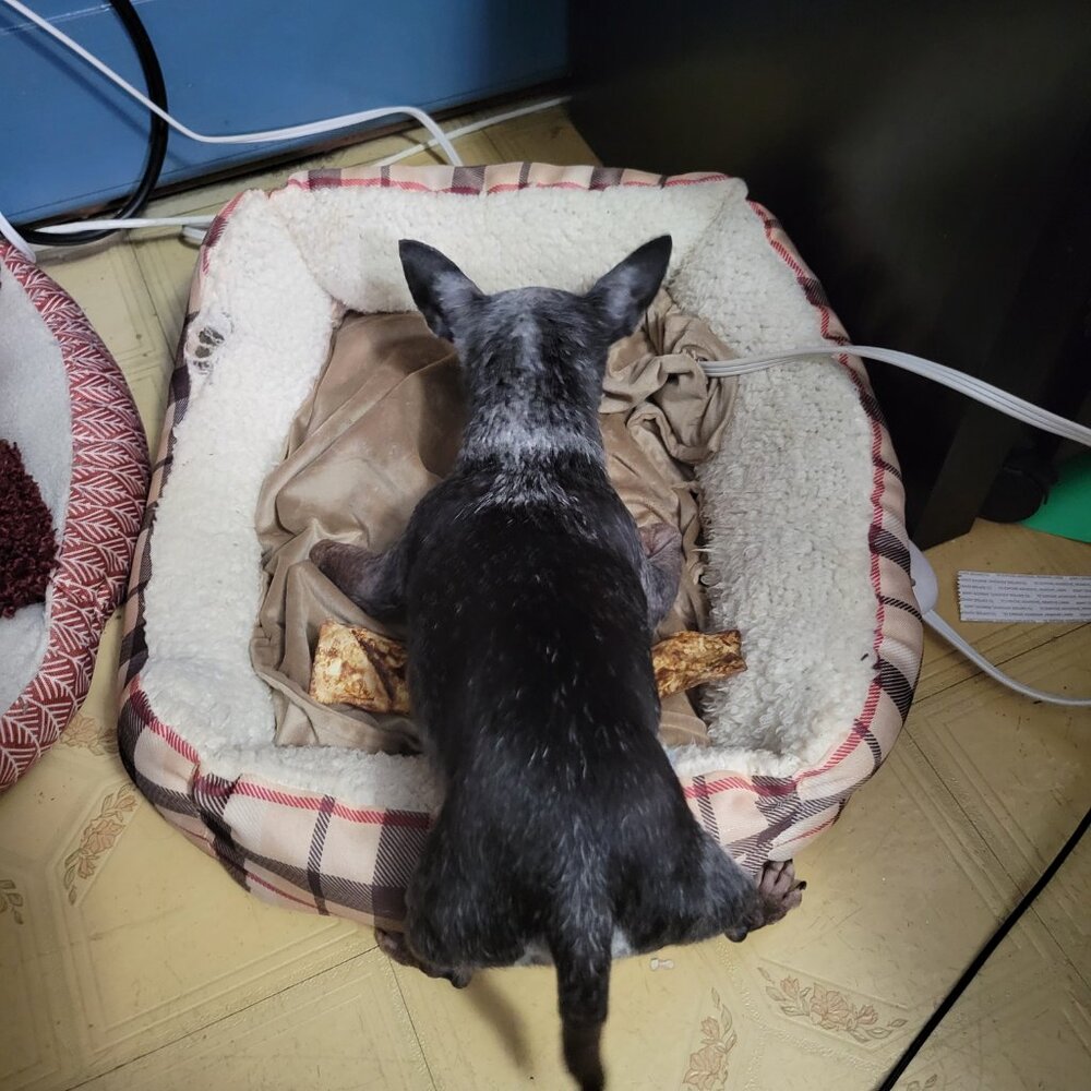 The Pepe' Animal Foundation !!!! - Picture 9 of 16